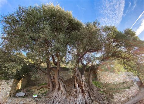 plus vieil olivier de france
